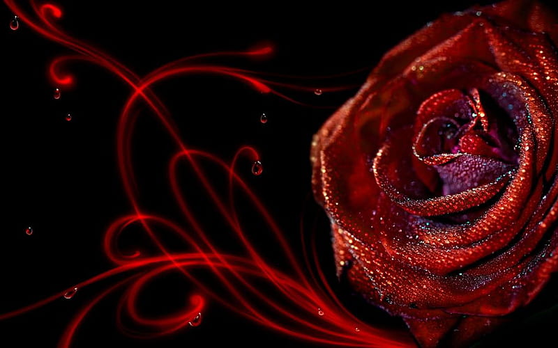 Red rose magic for Gayatri !, red, rose, glitter, dew, bonito, gift, HD