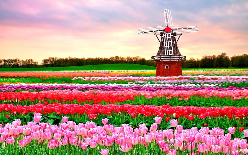 Tulips and windmill-Holland, pretty, colorful, windmill, mill, bonito, fragrance, nice, flowers, tulips, lovely, wind, delight, scent, spring, sky, summer, nature, HD wallpaper