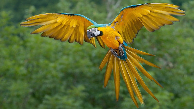 Macaw Parrot, birds, sky, parrot, colorful, HD wallpaper