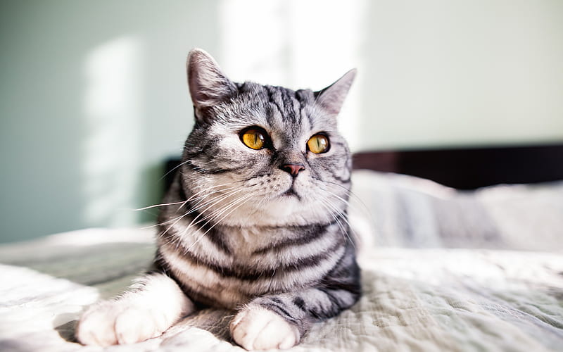 gray cat, pets, yellow eyes, cute cat, blur, cats, HD wallpaper