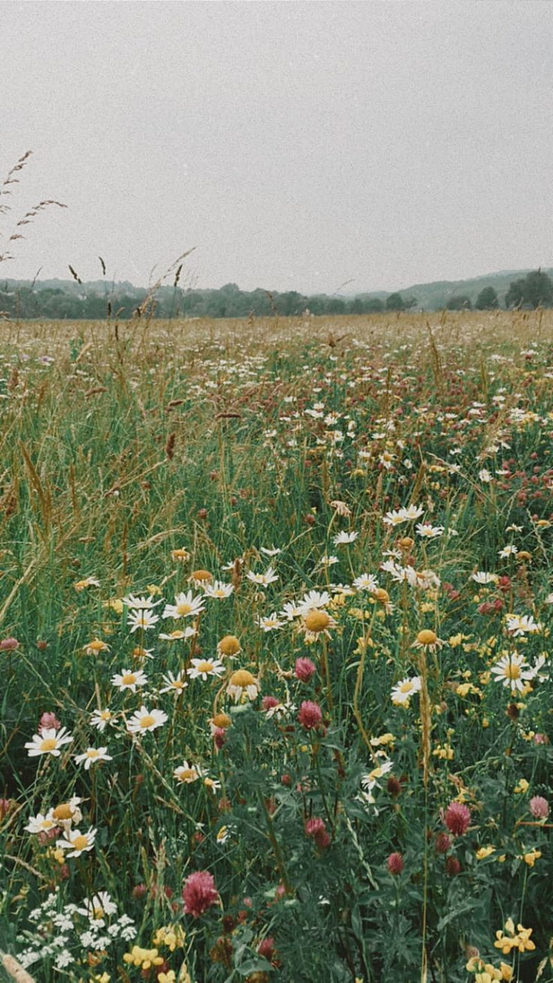 Wildflowers. Nature aesthetic, Field, Wild flowers, Field of Wildflowers,  HD phone wallpaper | Peakpx