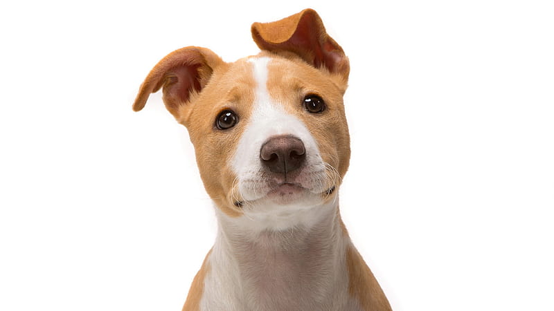Jack Russell Terrier, animals, pug, dog, jack-russell-terrier, HD wallpaper