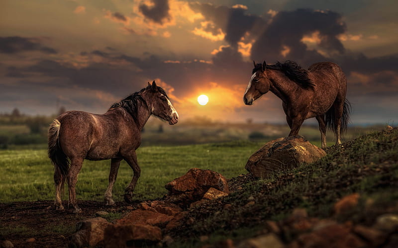 brown horses, evening, sunset, beautiful animals, wildlife, horses, HD wallpaper