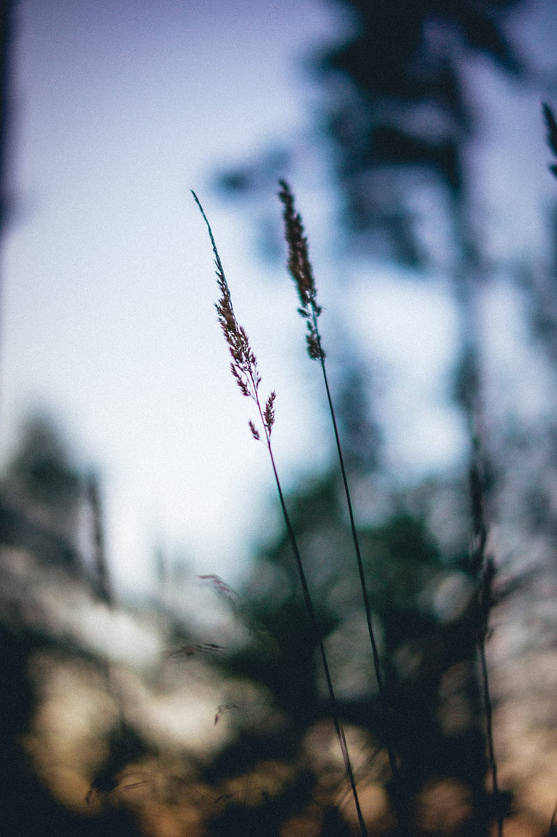 ears, macro, grass, blur, HD phone wallpaper