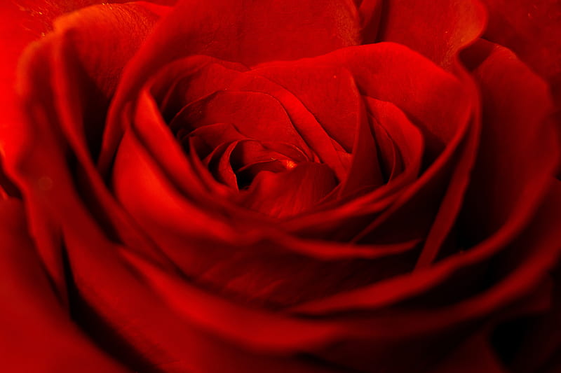 rose, red, petals, bud, flower, HD wallpaper
