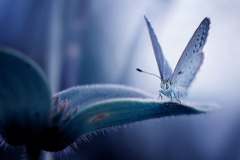 Animal, Butterfly, Flower, Insect, Macro, Wildlife, HD wallpaper