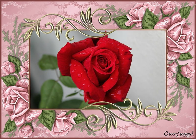 Rosa roja, bonita, flor, rosa, roja, Fondo de pantalla HD | Peakpx