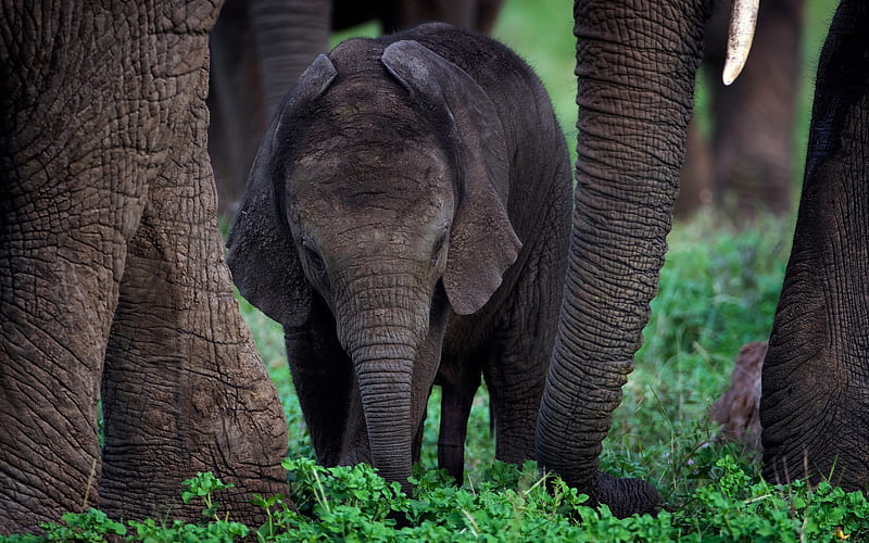 little elephant, elephant family, wildlife, green grass, gray elephant, elephants, India, HD wallpaper