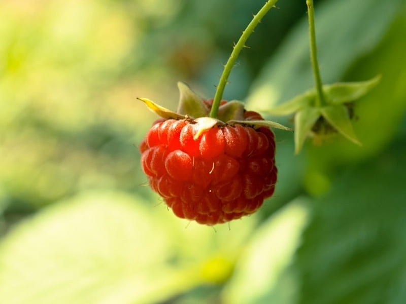 Summer Fruits, red, berries, fruits, summer, rasberries, HD wallpaper