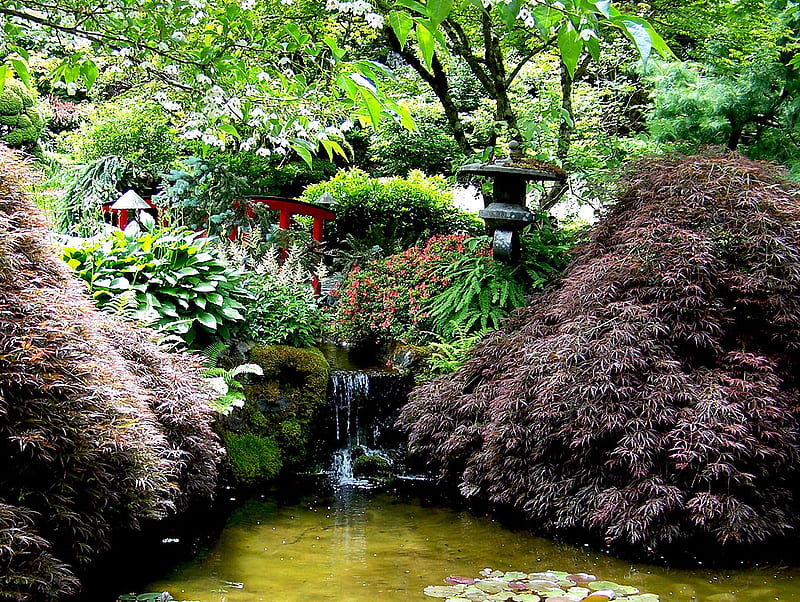 Japanese Maple Garden, pond, japanese, red maples, garden, nature, other, HD wallpaper