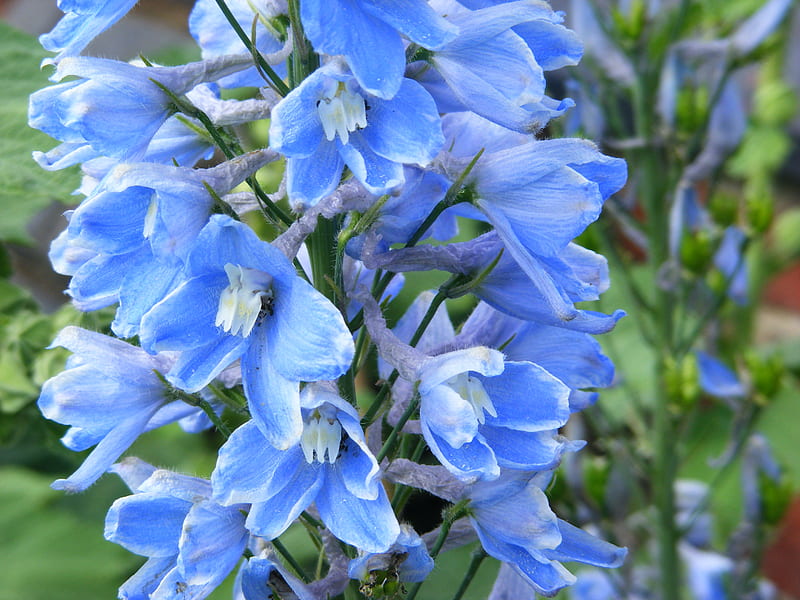 Delphinium Flowers., delphiniums, spiky, bonito, white, blue, HD wallpaper