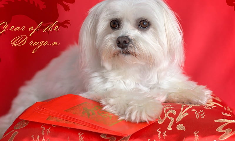 Year of the dragon, red, pretty, lovely, bonito, adorable, year, dragon, sweet, cute, nice, white, puppy, dog, HD wallpaper