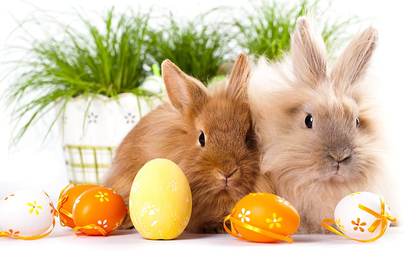 bunny, Easter, cute animals, rabbits, Easter eggs, HD wallpaper