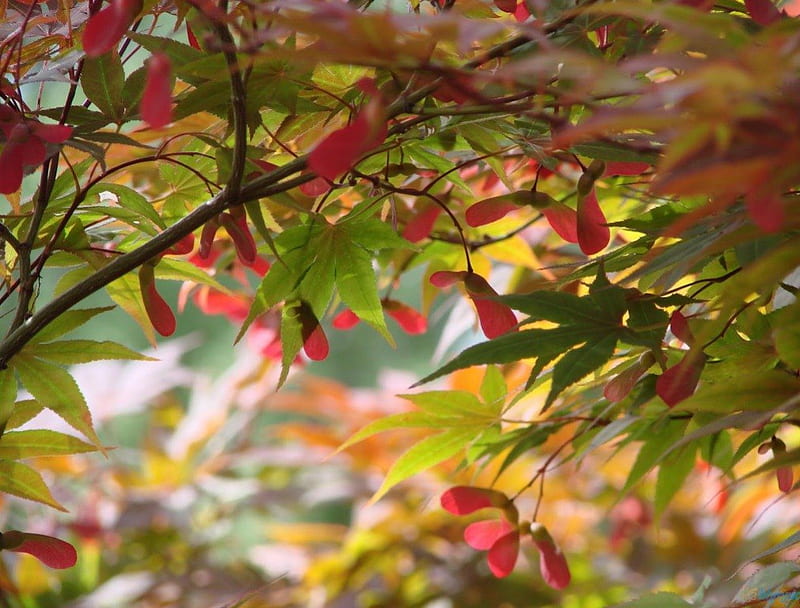 Japanese Maple Tree, pretty, leaves, japanese, maple tree, color, HD wallpaper