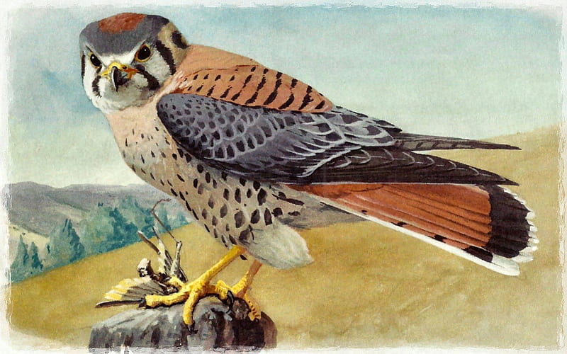 American Kestrel 1, art, kestrel, artwork, animal, bird, avian, painting, wide screen, wildlife, HD wallpaper