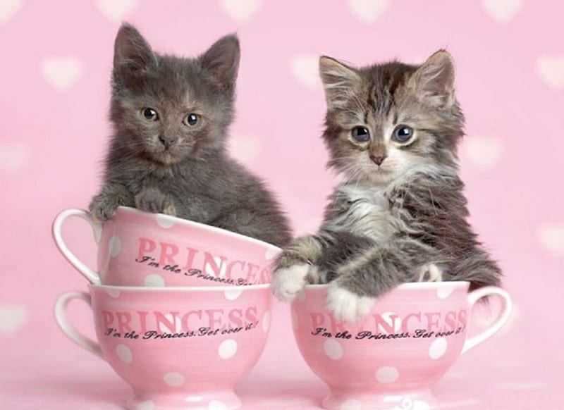 Cute teacups kittens, cute, teacups, kittens, cats, animals, HD wallpaper