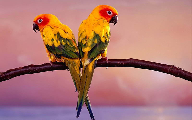 parrots pair-Animal, HD wallpaper