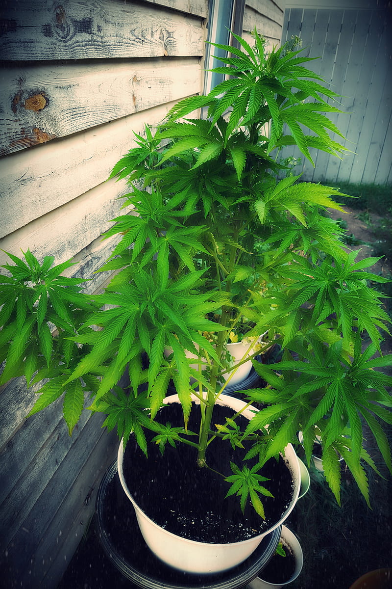 Just Growing, cannabis, flowers, marijuana, medicine, natural, plant, HD phone wallpaper
