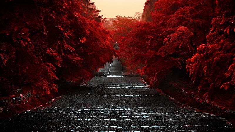 Road Between Red Autumn Trees Dark Aesthetic, HD wallpaper