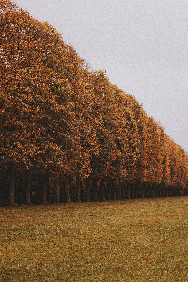 trees, alley, lawn, autumn, HD phone wallpaper