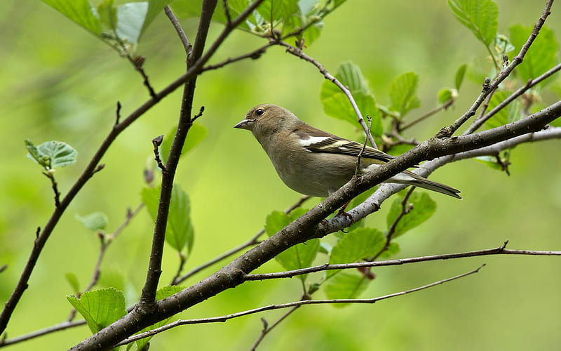 Chaffinch, bird, branch, green, HD wallpaper