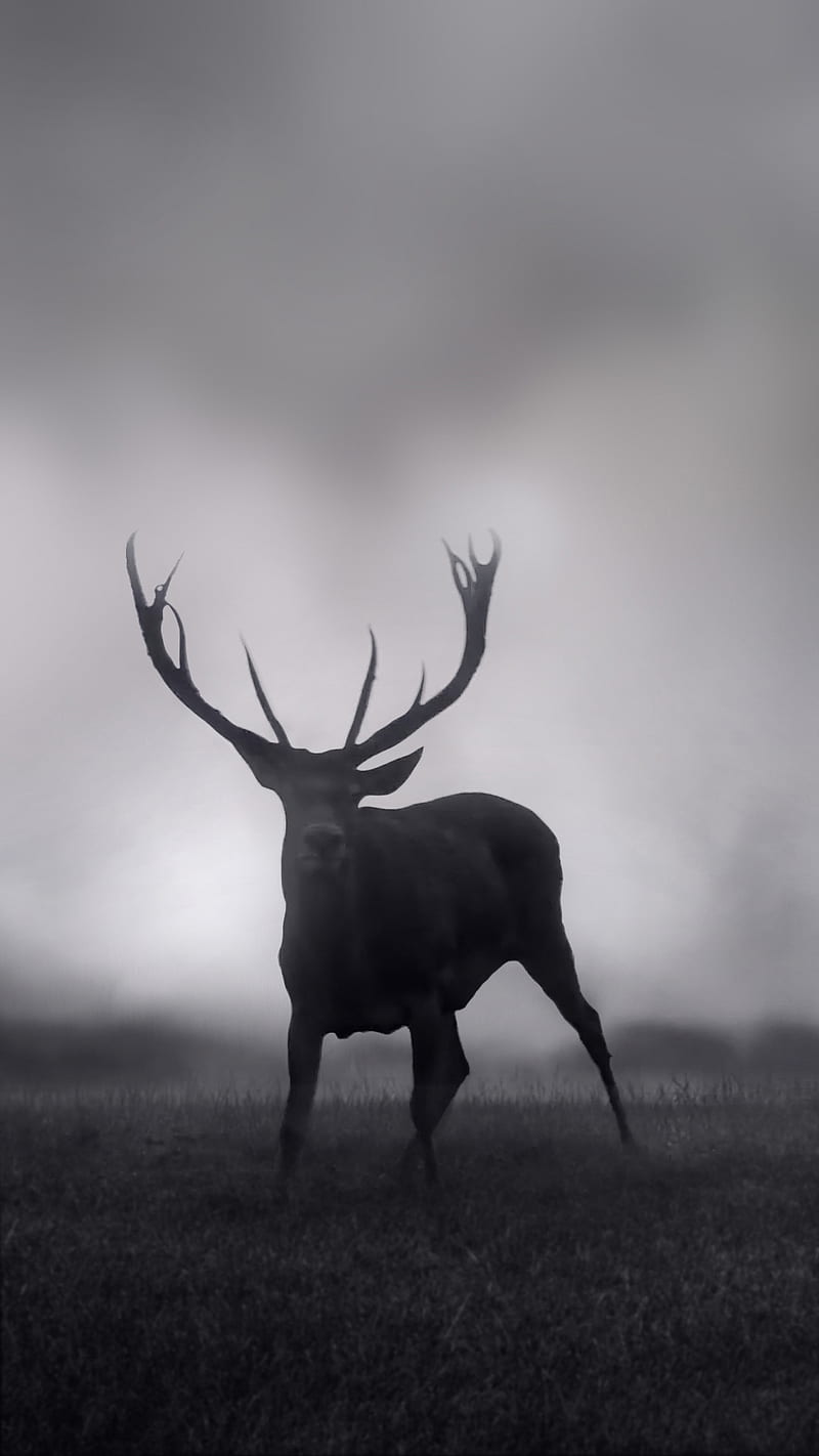 HD black deer wallpapers | Peakpx