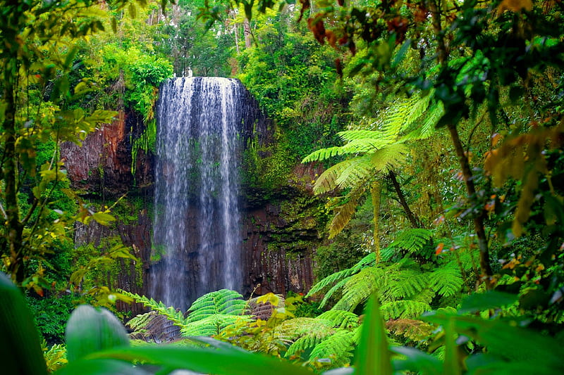 Forest waterfall, forest, exotic, greenery, summer, waterfall, nature, bonito, trees, HD wallpaper