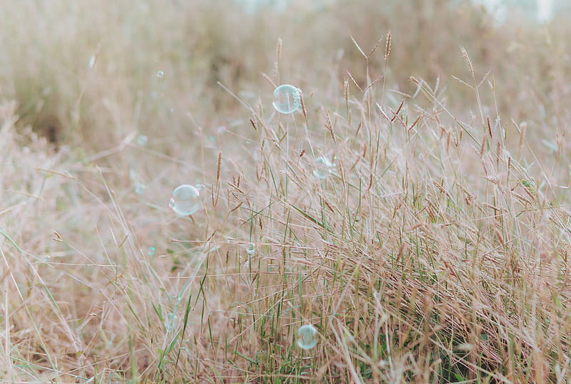soap bubbles, glare, grass, field, macro, HD wallpaper