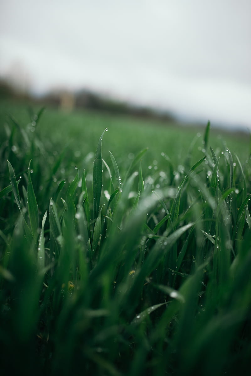 Grass Greens Drops Dew Macro Hd Phone Wallpaper Peakpx