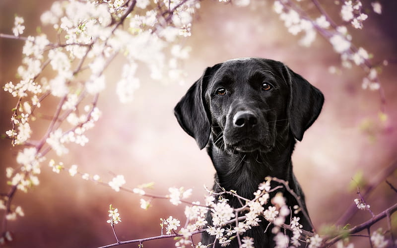 black labrador, garden, trees, retriever, black dogs, pets, HD wallpaper