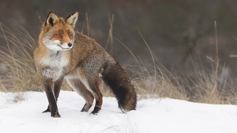 Fox in the snow, winter, sweet, cute, wilderness, fox, snow, wild, wildlife, nature, wild animals, animals, red fox, HD wallpaper