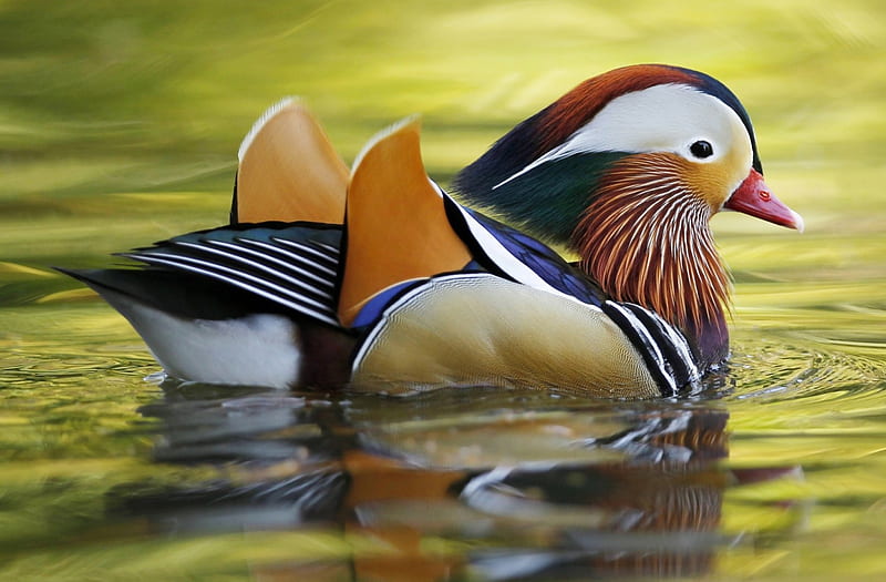 Mandarin duck, orange, black, yellow, lake, water, green, bird, white, HD wallpaper
