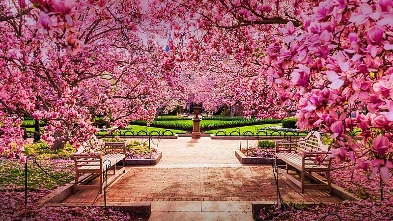 Cherry Blossoms In Washington D.C., The National Mall, usa, spring, blossoms, pink, benches, HD wallpaper
