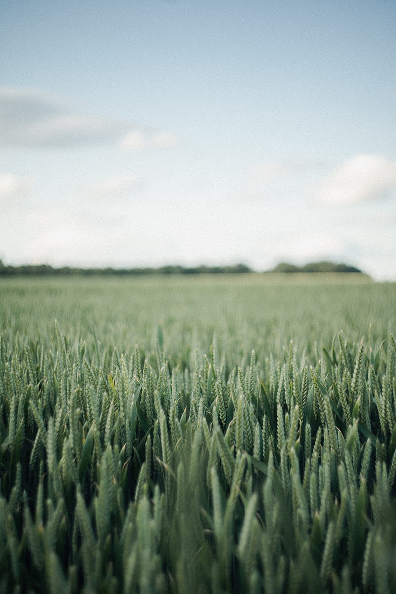 field, green, wheat, nature, landscape, HD phone wallpaper