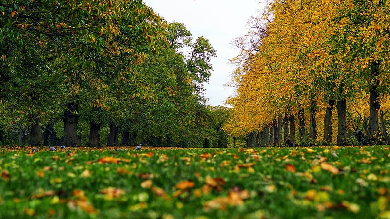 Greenwich Park, London, leaves, fall, trees, autumn, colors, meadow, HD wallpaper