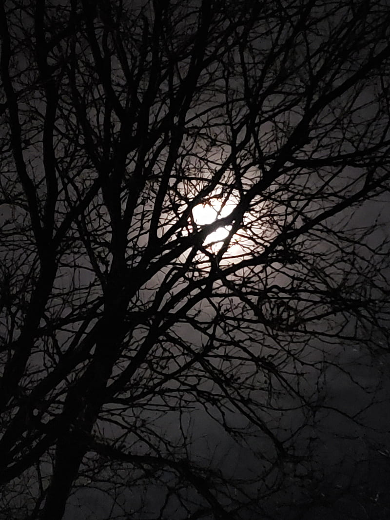 Darkside, dark, forest, moon, night, HD phone wallpaper | Peakpx