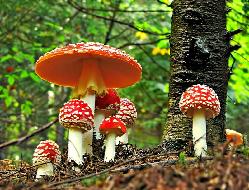 Beautiful Mushrooms, red and white, mushrooms, bonito, HD wallpaper