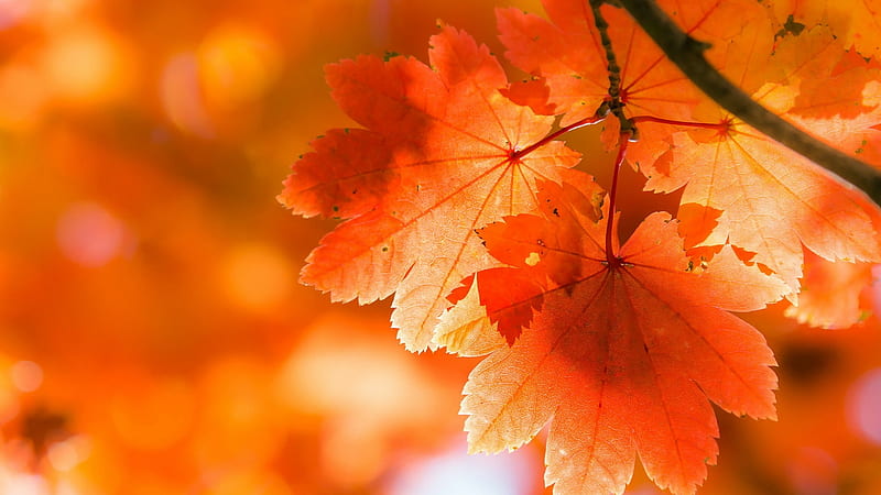 Download Bunch Of Maple Leaves Fall IPhone Wallpaper  Wallpaperscom