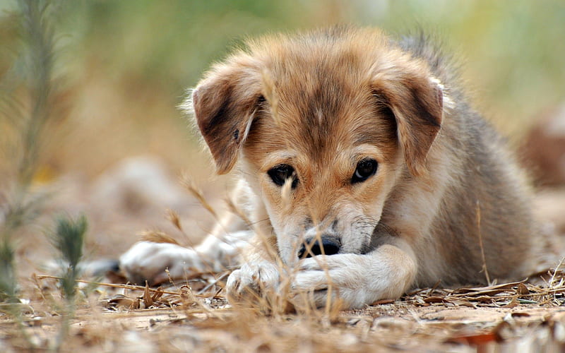 sad puppy-dog animal, HD wallpaper