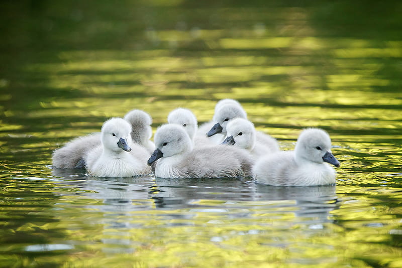 Birds, Swan, Baby Animal, Chick, Water, HD wallpaper
