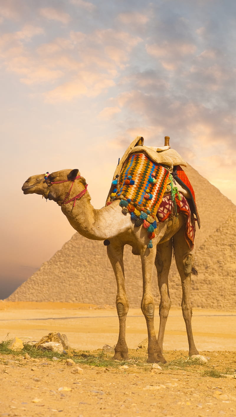 Camel, desert, egypt, pyramids, HD phone wallpaper