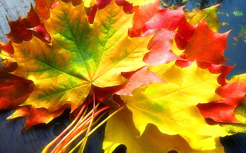 1080P free download | Autumn maples, red, autumn, leaves, green, orange ...