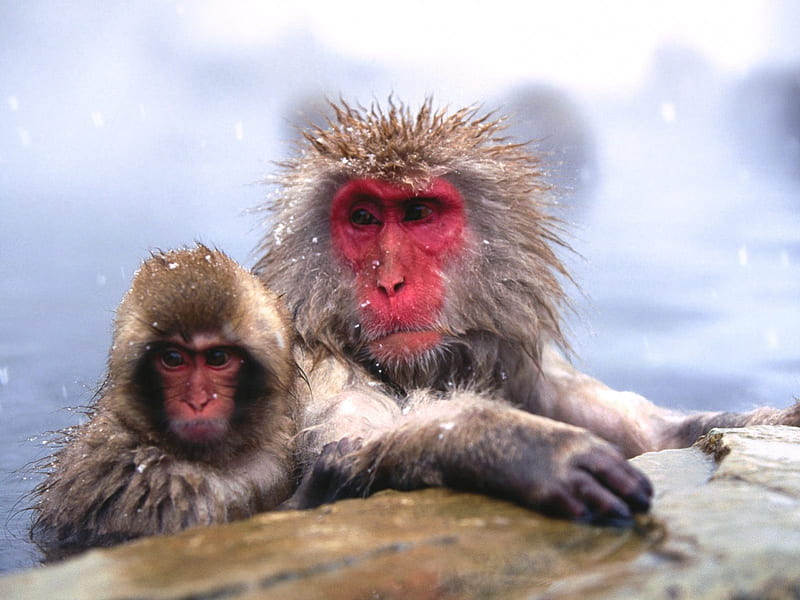 chilly monkeys taking a bath, monkey, bath, chilly, japense makakes, HD wallpaper