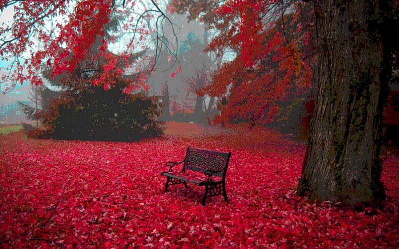Red Autumn Leaves, fall, fall leaves, autumn, autumn fall trees, autumn trees, wallpaper | Peakpx