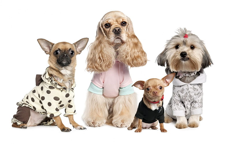 Dogs with costume, clothes, cute, costume, dogs, HD wallpaper