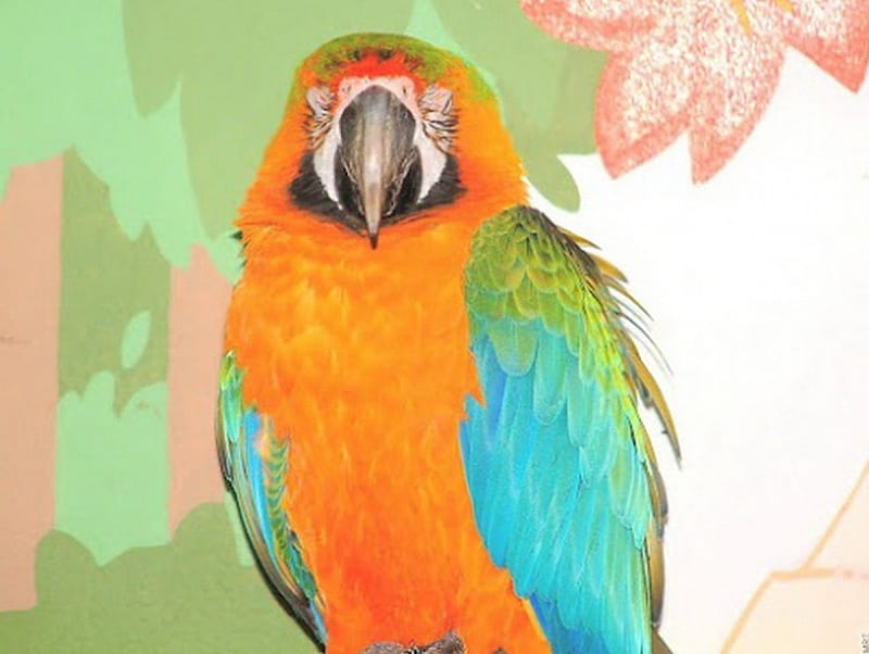 perroquet, couleur, belle, parrot, beau, HD wallpaper