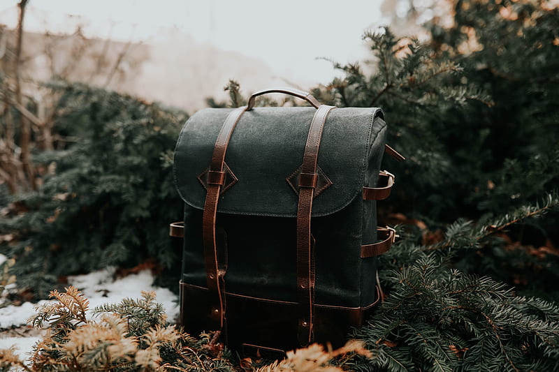 backpack, black, leather, spruce, needles, HD wallpaper