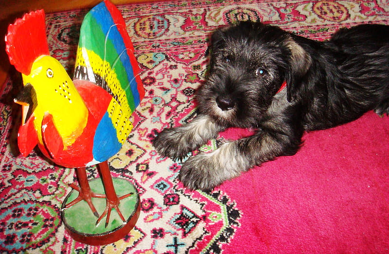 Young and rooster, playing, rooster, schnauzer, dog, HD wallpaper
