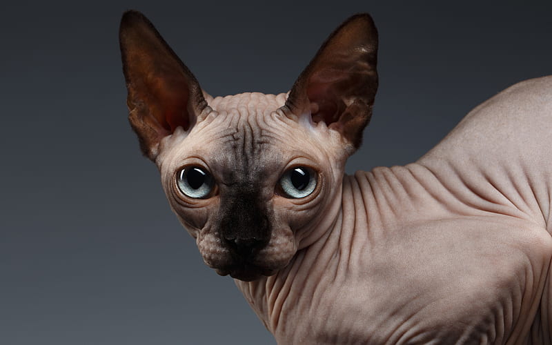 Sphynx cat, big eyes, hairless cat, pets, cats, HD wallpaper