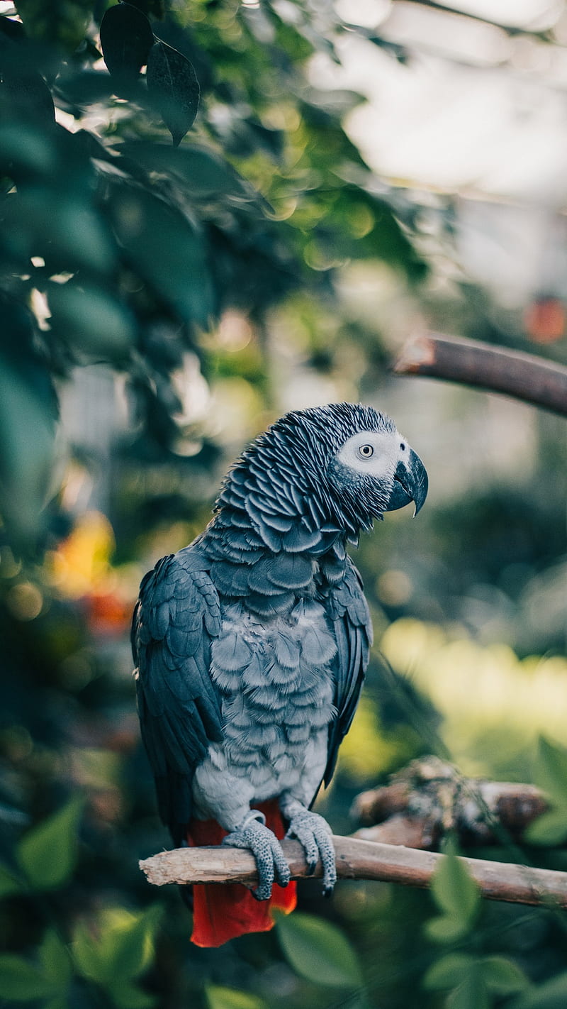 Gray Parrot , branch, bird, gray parrot, wild parrot, nature, animal, wild, HD phone wallpaper